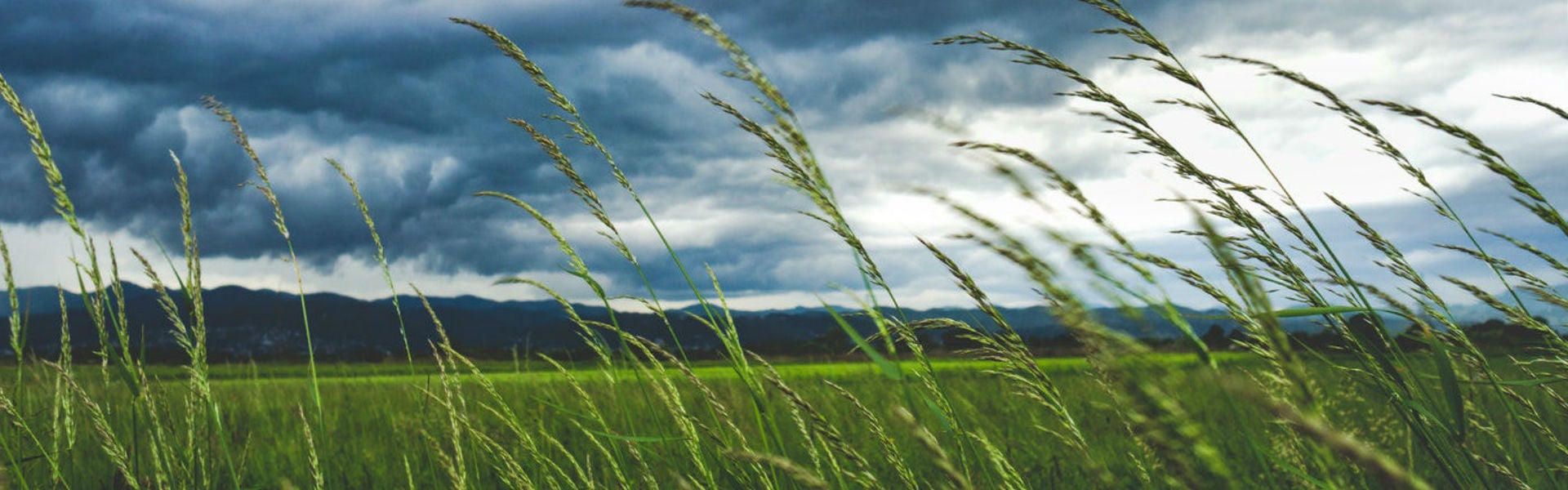 Grass Field with clouds