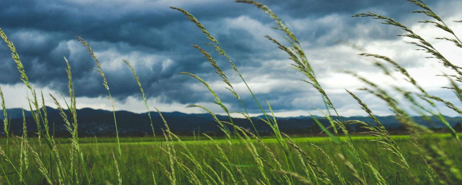 Grass Field with clouds