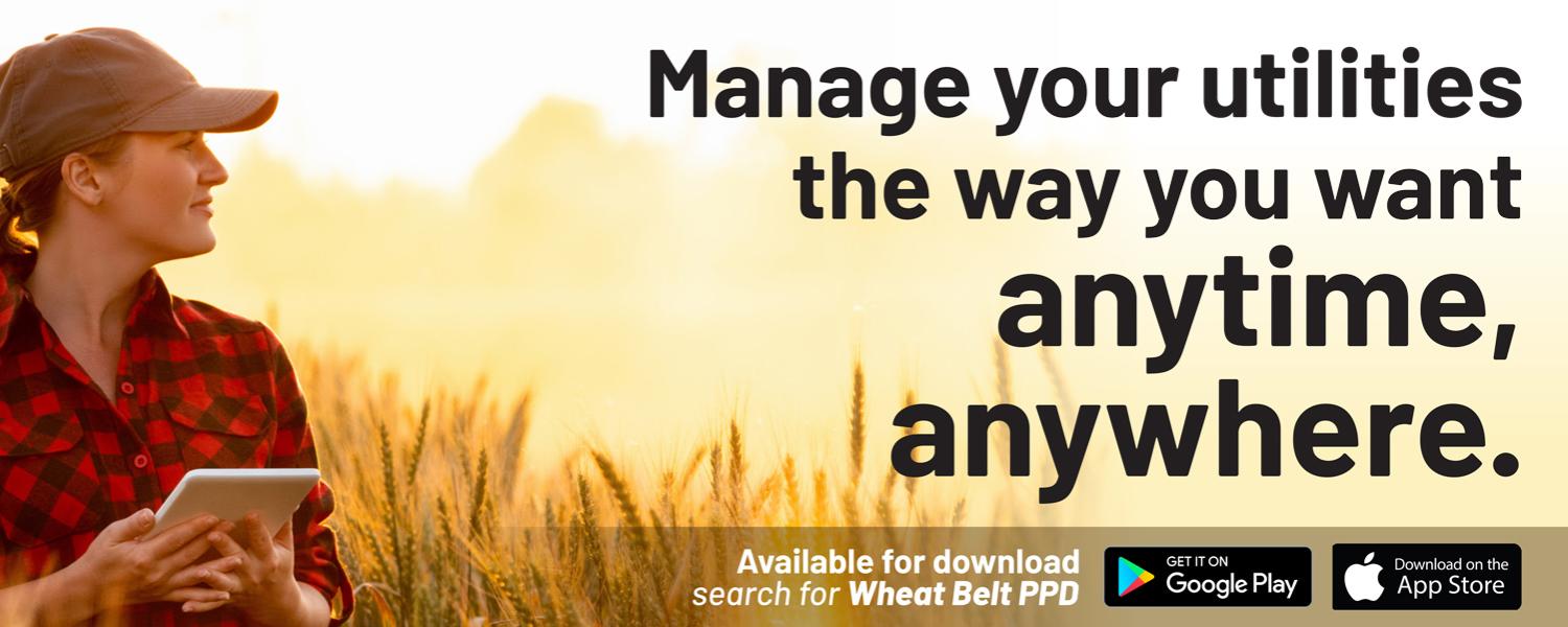 Woman in a wheat field on her tablet